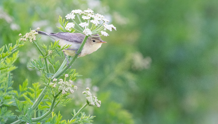 Découverte des oiseaux de Keranroux